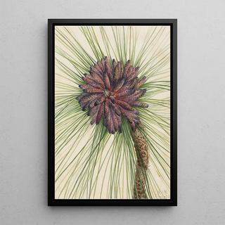 Mary Vaux Walcott - Longleaf Pine Pinus palustris.webp