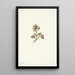 Airelle basse Vaccinium caespitosum - Mary Vaux Walcott — gerahmtes Bild an der Wand