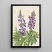 Lupin Lupinus fornosus - Mary Vaux Walcott — gerahmtes Bild an der Wand