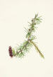 Lyall Larix de Mélèze de Lyall Larix lyallii - Mary Vaux Walcott — Ansicht des Kunstwerks