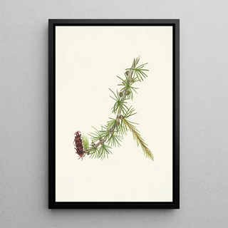 Mary Vaux Walcott - Lyall Larch Larix lyallii.webp