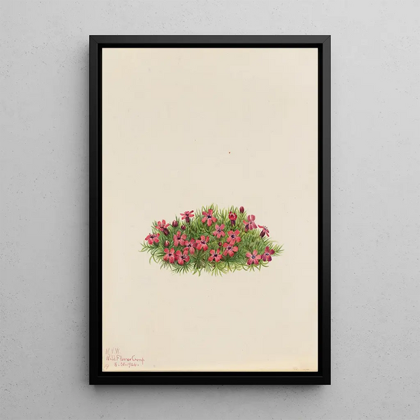 Mary Vaux Walcott - Moss Campion Silene acaulis.webp