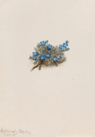 Mary Vaux Walcott - Moss Forgetmenot Eritichum elongatum.webp
