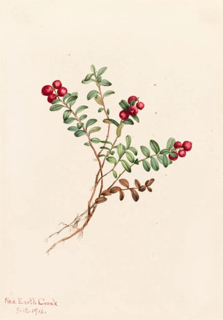 Mary Vaux Walcott - Mountain Cranberry Vaccinium vitisdaea minus.webp