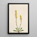 Verge d'or des montagnes Solidago oreophila - Mary Vaux Walcott — gerahmtes Bild an der Wand