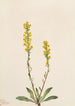 Verge d'or des montagnes Solidago oreophila - Mary Vaux Walcott — Ansicht des Kunstwerks