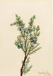 Wacholder der Berge Juniperus sibirica - Mary Vaux Walcott — Ansicht des Kunstwerks