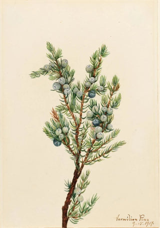 Mary Vaux Walcott - Mountain Juniper Juniperus sibirica.webp