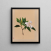 Laurier des montagnes Kalmia latifolia - Mary Vaux Walcott — gerahmtes Bild an der Wand