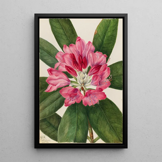 Mary Vaux Walcott - Mountain RoseBay Rhododendron catawbiense.webp