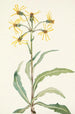Séneçon lugubre Senecio lugens - Mary Vaux Walcott — Ansicht des Kunstwerks