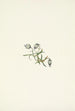 "Compagnon penché Lychnis apetala" - Mary Vaux Walcott — Ansicht des Kunstwerks