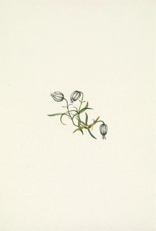 Mary Vaux Walcott - Nodding Campion Lychnis apetala.webp