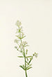 Gaillet du Nord Galium boreale - Mary Vaux Walcott — Ansicht des Kunstwerks