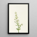 Gaillet du Nord Galium boreale - Mary Vaux Walcott — gerahmtes Bild an der Wand