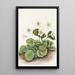 Glockenblumen von Oconee Shortia galacifolia - Mary Vaux Walcott — gerahmtes Bild an der Wand