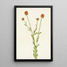 Polygale orange Polygala lutea - Mary Vaux Walcott — gerahmtes Bild an der Wand