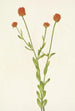 Polygale orange Polygala lutea - Mary Vaux Walcott — Ansicht des Kunstwerks