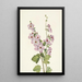 Mauve Globus mit orangefarbenem Auge Sphaeralcea davidsonii - Mary Vaux Walcott — gerahmtes Bild an der Wand
