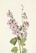 Mauve Globus mit orangefarbenem Auge Sphaeralcea davidsonii - Mary Vaux Walcott — Ansicht des Kunstwerks