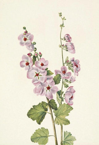 Mary Vaux Walcott - Orangeeye Globemallow Sphaeralcea davidsonii (Case Conflict).webp
