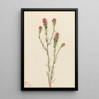 Mary Vaux Walcott - Owlclover Orthocarpus tenuifolius.webp