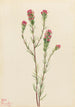 Trèfle Eule Orthocarpus tenuifolius - Mary Vaux Walcott — Ansicht des Kunstwerks
