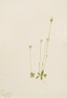 Oxytropis aepicola - Mary Vaux Walcott — Ansicht des Kunstwerks