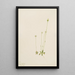 Oxytropis aepicola - Mary Vaux Walcott — gerahmtes Bild an der Wand