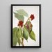 Cornouiller du Pacifique Cornus nuttallii 2 - Mary Vaux Walcott — gerahmtes Bild an der Wand