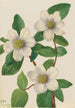 Cornouiller du Pacifique Cornus nuttallii - Mary Vaux Walcott — Ansicht des Kunstwerks