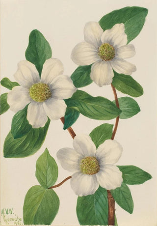 Mary Vaux Walcott - Pacific Dogwood Cornus nuttallii.webp