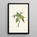 Trille ondulé Trillium undulatum - Mary Vaux Walcott — gerahmtes Bild an der Wand