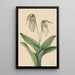 Sabot de la Vierge pâle Cypripedium acaule - Mary Vaux Walcott — gerahmtes Bild an der Wand
