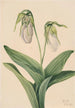 Sabot de la Vierge pâle Cypripedium acaule - Mary Vaux Walcott — Ansicht des Kunstwerks