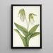 Sabot de la Vierge pâle Cypripedium acaule - Mary Vaux Walcott — gerahmtes Bild an der Wand