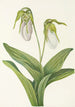 Sabot de la Vierge pâle Cypripedium acaule - Mary Vaux Walcott — Ansicht des Kunstwerks
