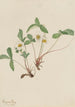 Fraisier pâle Fragaria glauca - Mary Vaux Walcott — Ansicht des Kunstwerks
