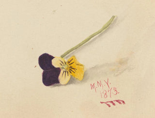 Gedanken - Mary Vaux Walcott — Ansicht des Kunstwerks