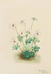 Violette pensée Viola pedata - Mary Vaux Walcott — Ansicht des Kunstwerks