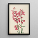 Penstémon de Parry Penstemon parryi - Mary Vaux Walcott — gerahmtes Bild an der Wand