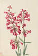 Penstémon de Parry Penstemon parryi - Mary Vaux Walcott — Ansicht des Kunstwerks