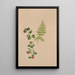Mitchella rampante Mitchella repens - Mary Vaux Walcott — gerahmtes Bild an der Wand