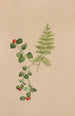 Mitchella rampante Mitchella repens - Mary Vaux Walcott — Ansicht des Kunstwerks