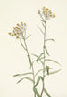 Immortelle Perle Anaphalis margaritacea - Mary Vaux Walcott — Ansicht des Kunstwerks