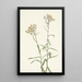 Immortelle Perle Anaphalis margaritacea - Mary Vaux Walcott — gerahmtes Bild an der Wand