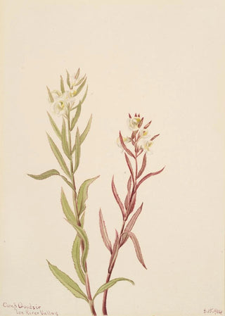 Mary Vaux Walcott - Pedicularis raremosa.webp