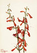 Penstémon barbu Pentstemon barbatus - Mary Vaux Walcott — Ansicht des Kunstwerks