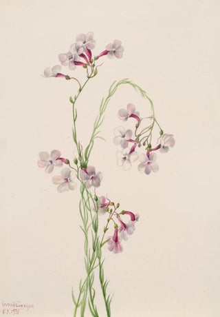 Mary Vaux Walcott - Pentstemon ambiguus.webp