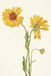 Gaillarde vivace Gaillardia aristata - Mary Vaux Walcott — Ansicht des Kunstwerks
